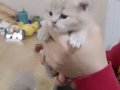 Birbirinden güzel british shorthair yavrularım