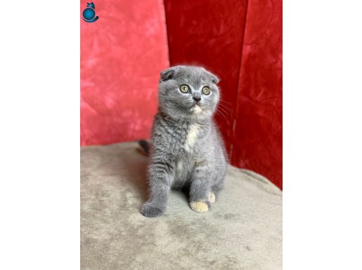Top Kafa Süper Kalite Dişi Scottish Fold Bicolor