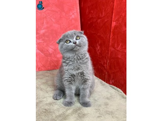 BEBEK SURATLI VE SIFIR KULAKLI SCOTTISH FOLD YAVRUMUZ