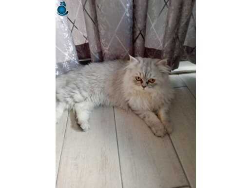 Kehribar Gözlü British longhair acil kisirlastirilmamistir 