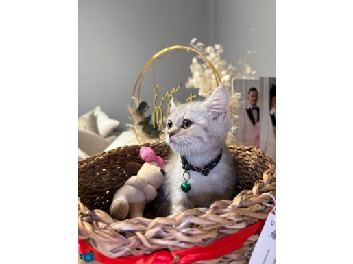 BRITISH shorthair silver Ns11