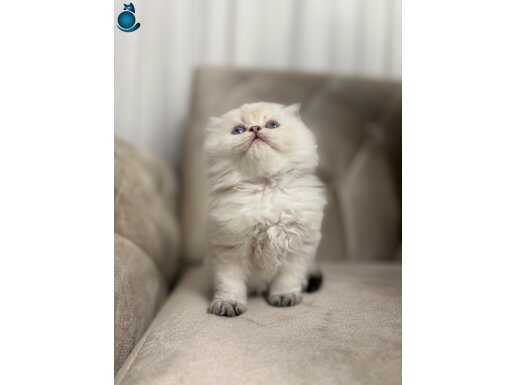 BRİTİSH LONGHAİR BRİTİSH SHORTHAİR 