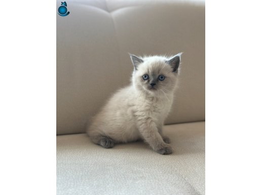 SAFKAN AYI SURAT TOP KAFA BLUEPOİNT YAVRULAR