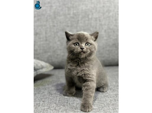 A kalite sıfır kulak scottish yavrular