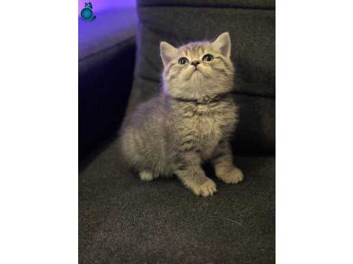 A kalite özel renk bebek 