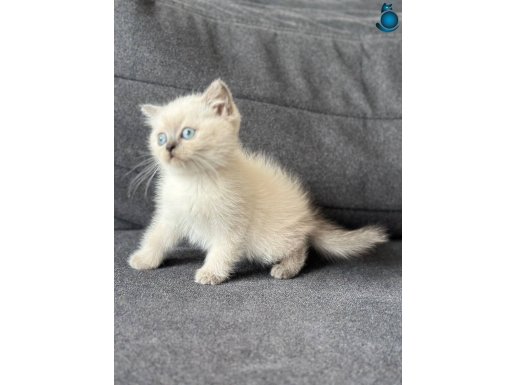 A kaliteli safkan yavrular 