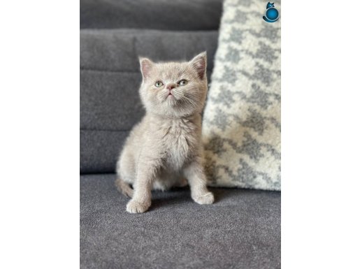 Özel Renk Lilac British Bebekler 