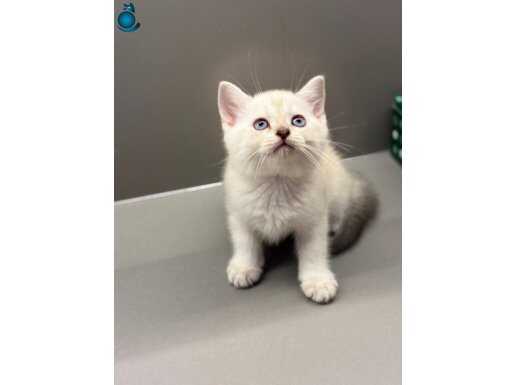 SHOW KALİTE BRİTİSH SHORTHAİR BEBEKLER