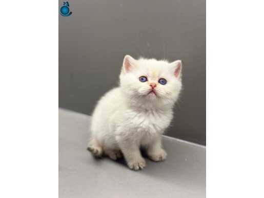 Safkan scrli babanın yavrusu