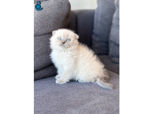 Scottish yavrumuz yeni yuvasını arıyor 