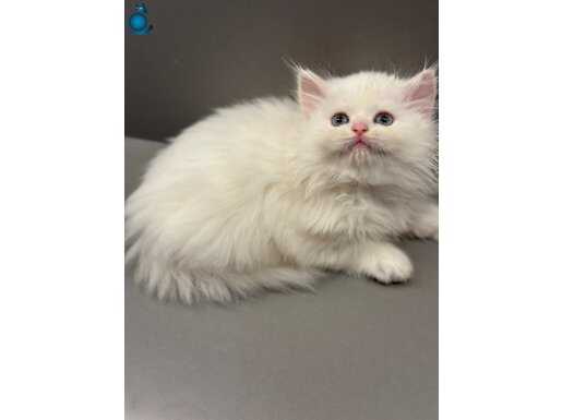 EŞSİZ GÜZELLİKTE BRİTİSH LONGHAİR SAFKAN YAVRULAR