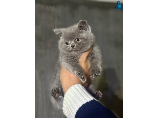 SAFKAN TOP KAFA BRİTİSH SHORTHAİR YAVRULAR