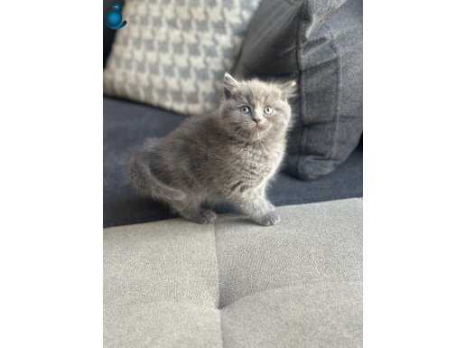 A kalite British Yavrular