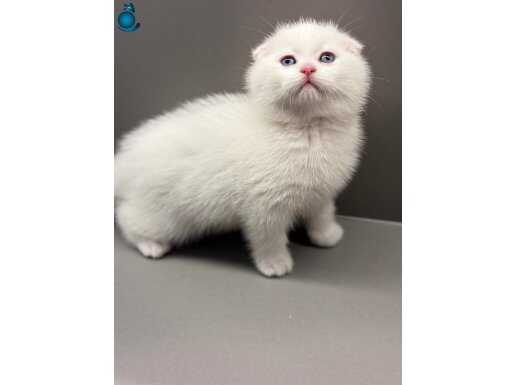 TOP KAFA SIFIR KULAK SCOTTİSH FOLD YAVRULAR