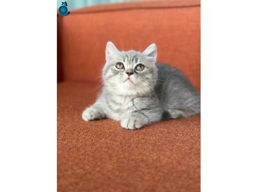 A kalite özel renk bebekler 