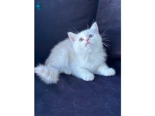 GOLDEN SHADED BRİTİSH SHORTHAİR MİNNAK EVİNE HAZIR