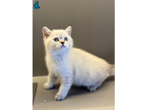HAYATINIZA ‘PREMİUM’ BİR DOST KATIN PET STUDIO AYRICALIĞIYLA
