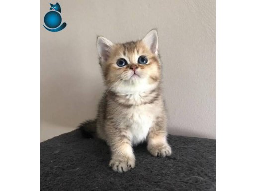 A kalite golden yavrularımız yeni yuvalarını arıyor