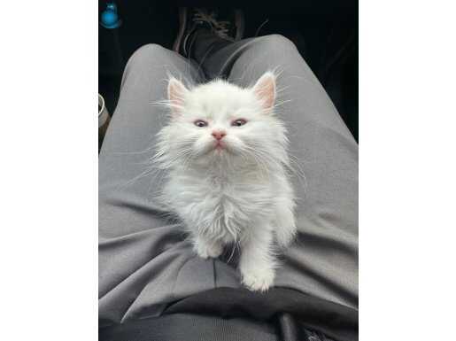 British Odd Eyes Longhair Yavrular