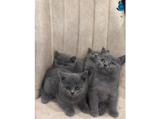 A kalite safkan yavrular 