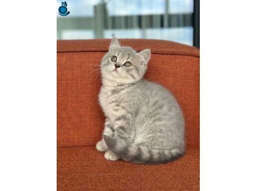 KEHRİBAR GÖZ TOP KAFA TABBY BRİTİSH BEBEK