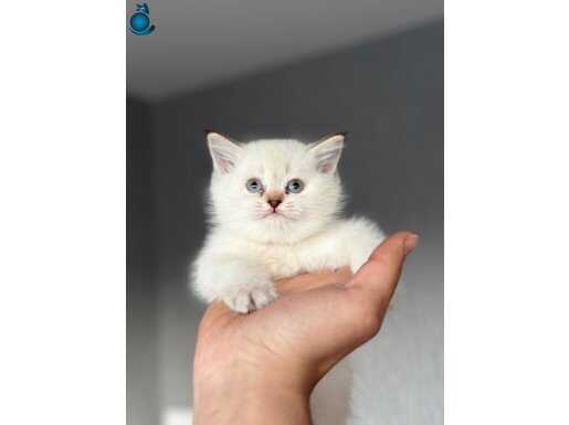 AYI SURAT BRİTİSH BEBEKLERİMİZ YENİ EVİNİ ARIYOR