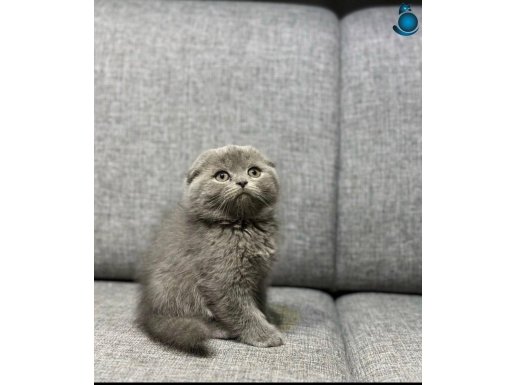 A kalite Yavrularımız