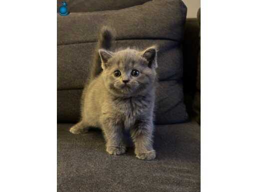 SAFKAN TOP KAFA British YAVRULAR