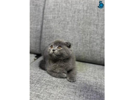 Top Kafa Scottısh Bebekler 