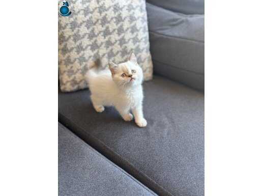 AYI SURAT BRİTİSH SHORTHAİR BEBEKLER