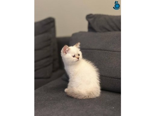 SAFKAN A KALİTE BRİTİSH BEBEKLER