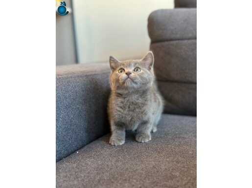 SAFKAN BRİTİSH ÜST KALİTE YAVRULAR