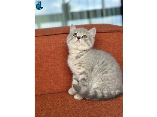  A kalite top kafa yavrular