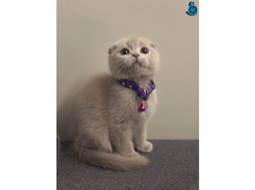 Özel renk scottish yavrular