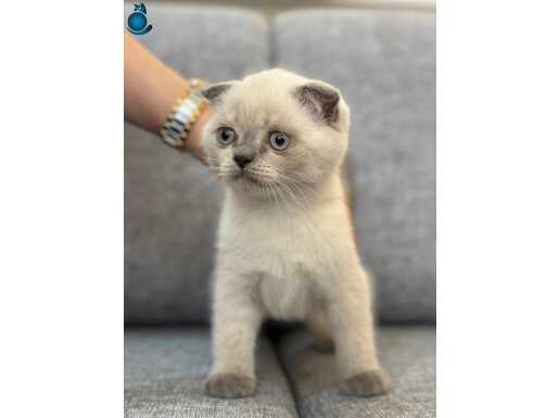 A kalite yavrumuz yeni yuvasını arıyor