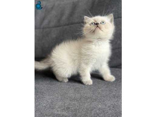 TEDDY FACE BRİTİSH BEBEKLER