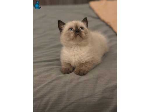 SHOW KALİTE CHOCOLATE POİNT BRİTİSH BEBEKLER HAZIR