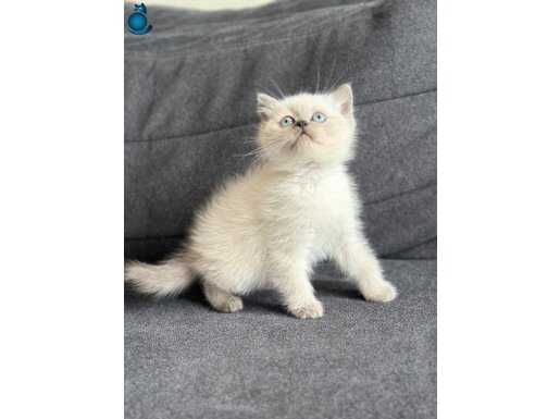 EŞSİZ GÜZELLİKTE BRİTİSH YAVRULAR