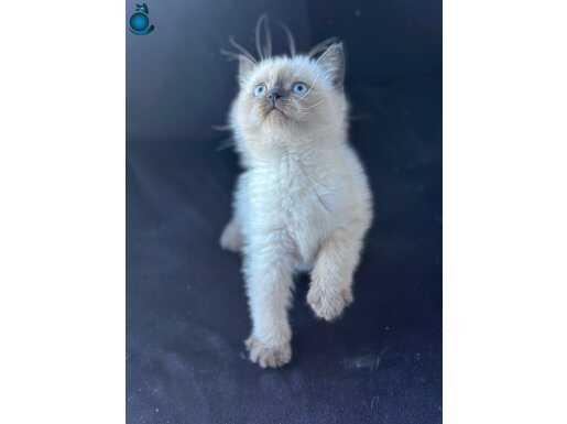 EN TATLI BRİTİSH SHORT YAVRULAR İÇİN İLETİŞİME GEÇİNİZ