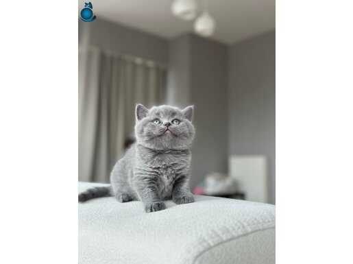 SHOW KALİTE TEDDY BEAR BEBEKLERİ