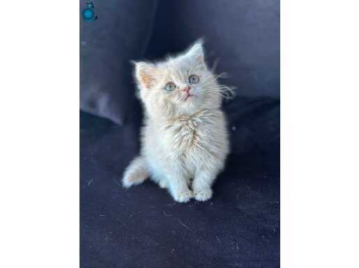 EŞSİZ GÜZELLİKTE SAFKAN BRİTİSH YAVRULARIMIZ YUVASINA HAZIR