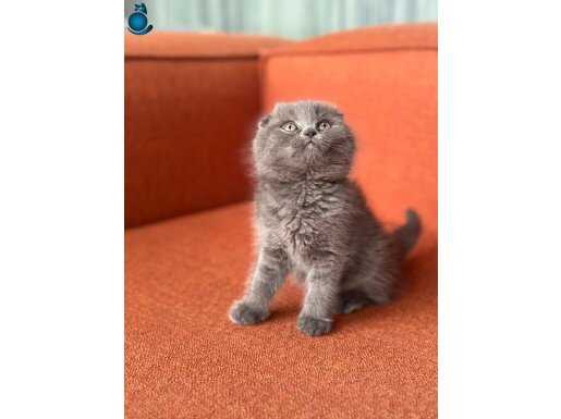 Top kafa Scottish yavrular