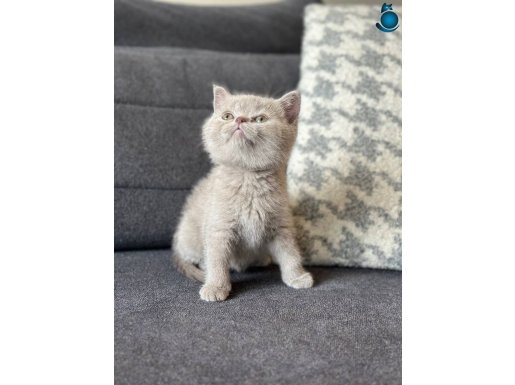  TESDY BEAR SAFKAN BRİTİSH SHORTHAİR BEBEKLER