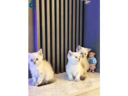 Show Kalite Bebekler