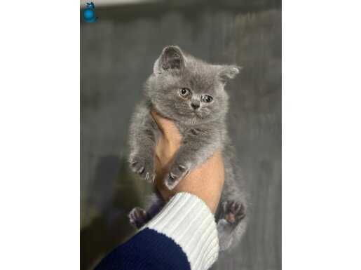 TOP KAFA AYI SURAT SAFKAN BRİTİSH BEBEKLER