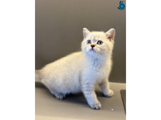 BRİTİSH SHORTHAİR SCOTİSH FOLD YAVRULAR 