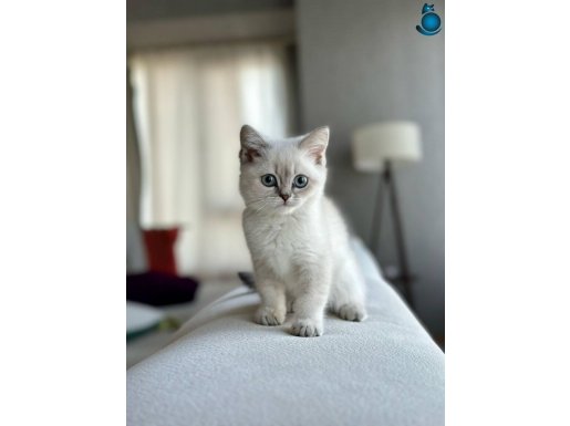 SAFKAN AYI SURAT YAVRULAR YENİ SAHİPLERİNİ BEKLİYOR