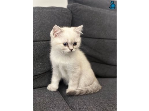 TOP KAFA AYI SURAT BLUEPOİNT BEBEKLERİMİZ