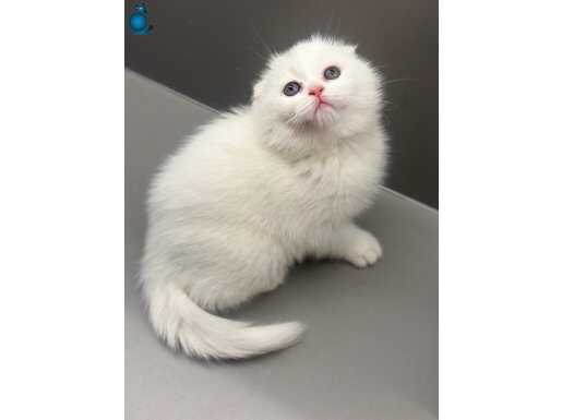 AYI SURATLI SCOTİSH FOLD BEBEK SAHİBİNİ BEKLİYOR