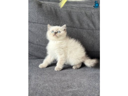 A kalite British Bluepoint Yavrular Yeni Yuvalarını Arıyor